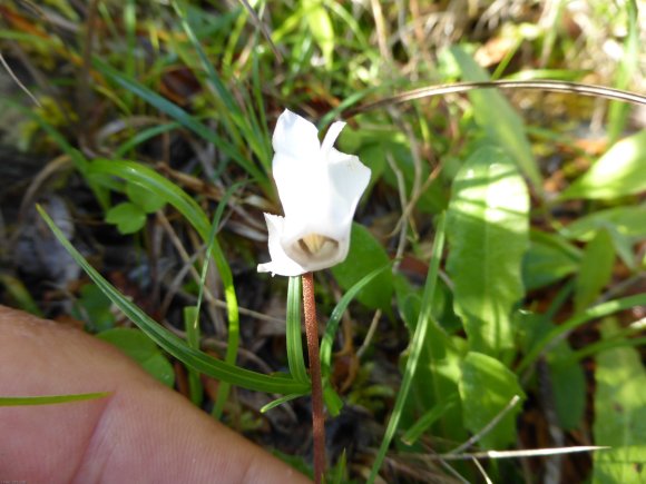 Cyclamen repandum Primulaceae Cyclamen du printemps