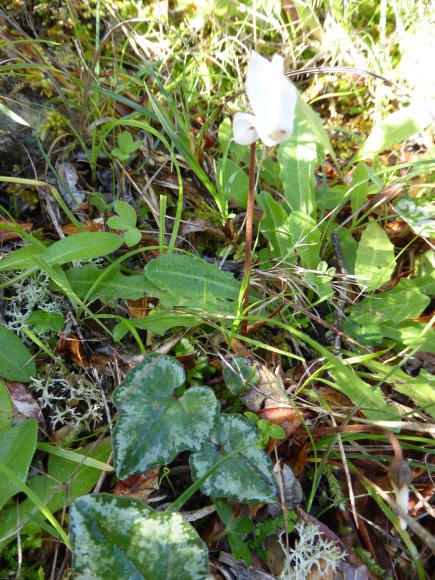 Cyclamen repandum Primulaceae Cyclamen du printemps