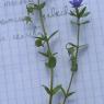 Lysimachia foemina (Mill.) U.Manns & Anderb. Primulaceae - Mouro