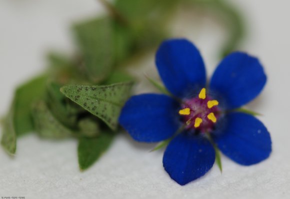 Lysimachia foemina (Mill.) U.Manns & Anderb. Primulaceae - Mouro