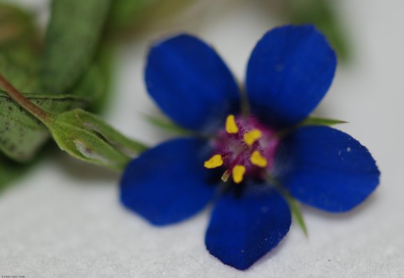 Lysimachia foemina (Mill.) U.Manns & Anderb. Primulaceae - Mouro