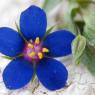 Lysimachia foemina (Mill.) U.Manns & Anderb. Primulaceae - Mouro