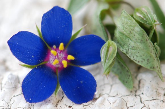 Lysimachia foemina (Mill.) U.Manns & Anderb. Primulaceae - Mouro