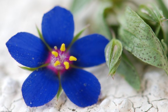 Lysimachia foemina (Mill.) U.Manns & Anderb. Primulaceae - Mouro