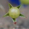 Lysimachia foemina (Mill.) U.Manns & Anderb. Primulaceae - Mouro