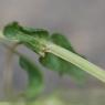 Lysimachia foemina (Mill.) U.Manns & Anderb. Primulaceae - Mouro