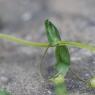 Lysimachia foemina (Mill.) U.Manns & Anderb. Primulaceae - Mouro