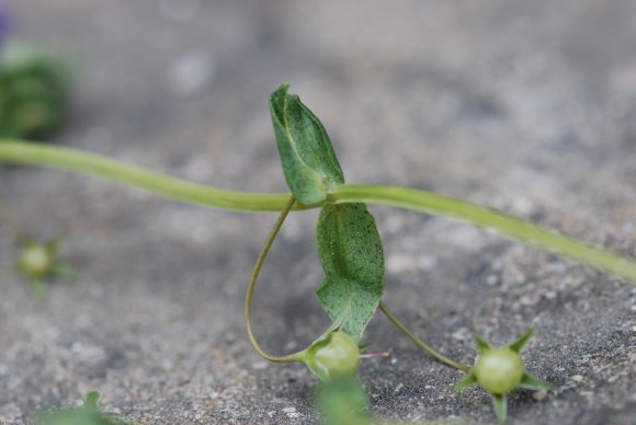 Lysimachia foemina (Mill.) U.Manns & Anderb. Primulaceae - Mouro