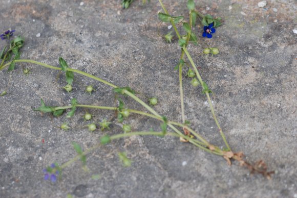 Lysimachia foemina (Mill.) U.Manns & Anderb. Primulaceae - Mouro