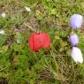 Anemone coronaria