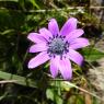 Anemone hortensis L. Ranunculaceae Anémone des jardins