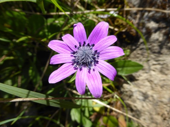 Anemone hortensis L. Ranunculaceae Anémone des jardins