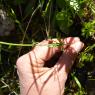 Anemone hortensis L. Ranunculaceae Anémone des jardins
