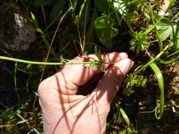 Anemone hortensis L. Ranunculaceae Anémone des jardins