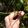 Anemone hortensis