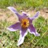 Anemone pulsatilla L. Ranunculaceae Anémone Pulsatille