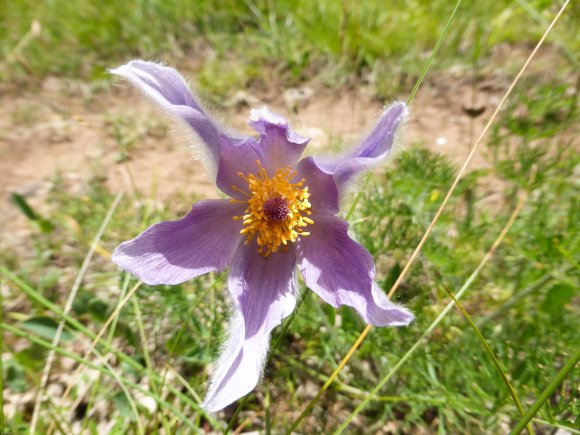 Anemone pulsatilla L. Ranunculaceae Anémone Pulsatille