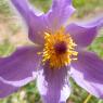 Anemone pulsatilla L. Ranunculaceae Anémone Pulsatille