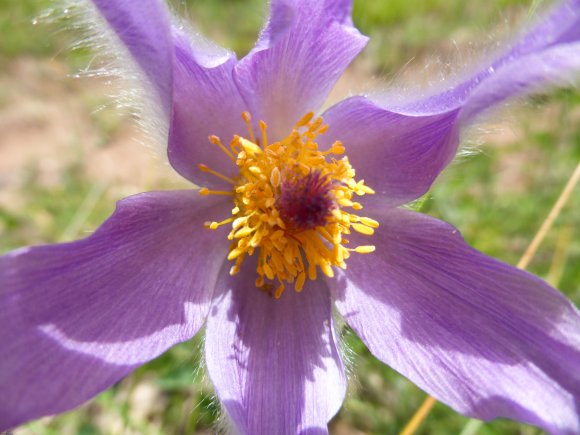 Anemone pulsatilla L. Ranunculaceae Anémone Pulsatille