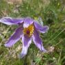 Anemone pulsatilla L. Ranunculaceae Anémone Pulsatille