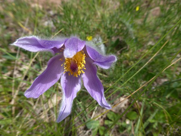 Anemone pulsatilla L. Ranunculaceae Anémone Pulsatille