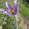 Anemone pulsatilla L. Ranunculaceae Anémone Pulsatille