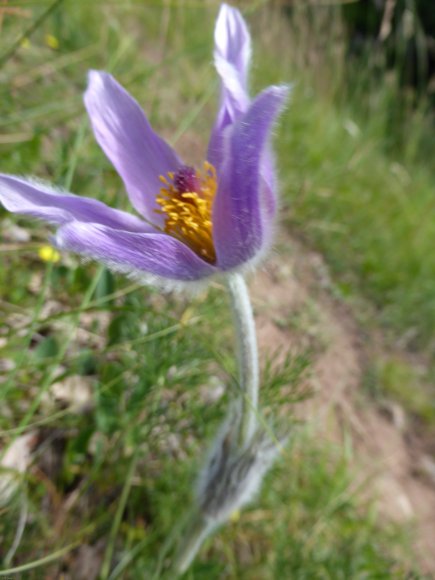 Anemone pulsatilla L. Ranunculaceae Anémone Pulsatille