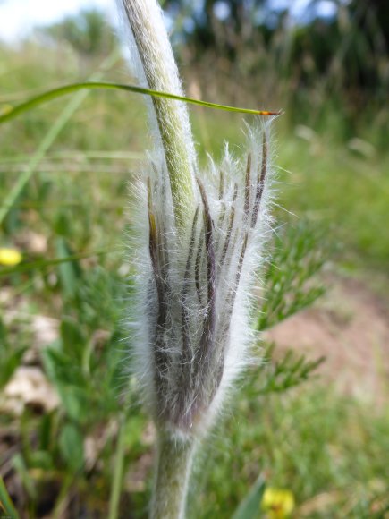 Anemone pulsatilla L. Ranunculaceae Anémone Pulsatille