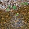 Caltha palustris