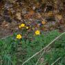 Caltha palustris L. Ranunculaceae - Populage des marais