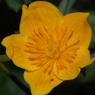 Caltha palustris L. Ranunculaceae - Populage des marais