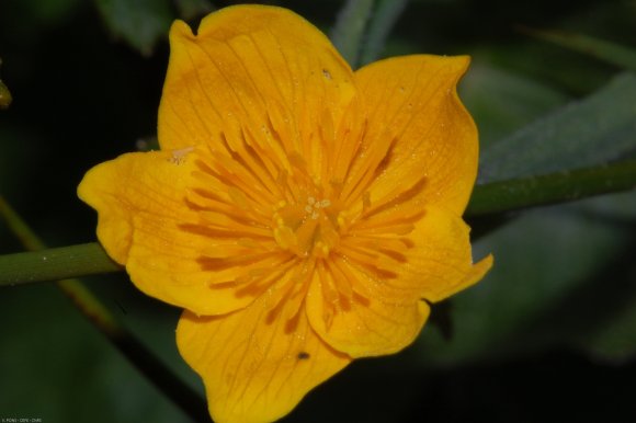 Caltha palustris L. Ranunculaceae - Populage des marais