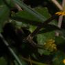 Caltha palustris L. Ranunculaceae - Populage des marais