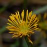 Caltha palustris L. Ranunculaceae - Populage des marais