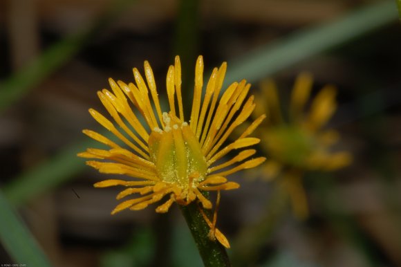 Caltha palustris L. Ranunculaceae - Populage des marais