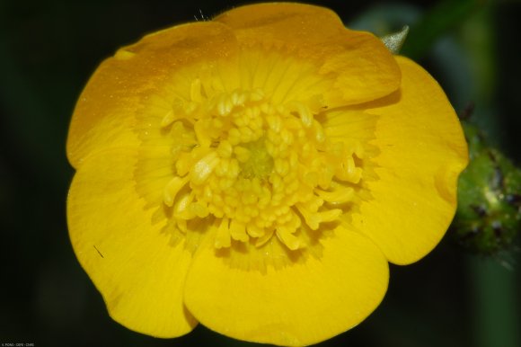 Caltha palustris L. Ranunculaceae - Populage des marais