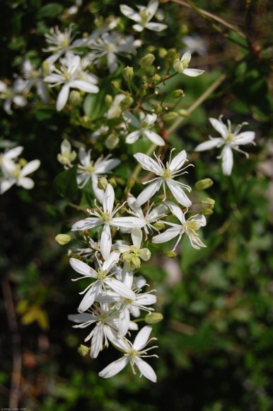 Clematis flammula L. Ranunculaceae-Clématite flamme