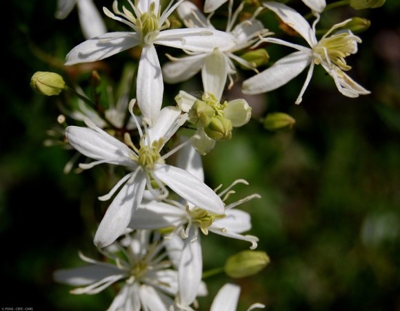 Clematis flammula L. Ranunculaceae-Clématite flamme