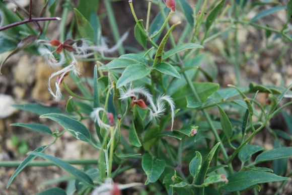 Clematis flammula L. Ranunculaceae - Clématite flamme