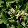 Clematis vitalba L. Ranunculaceae-Clématite des haies