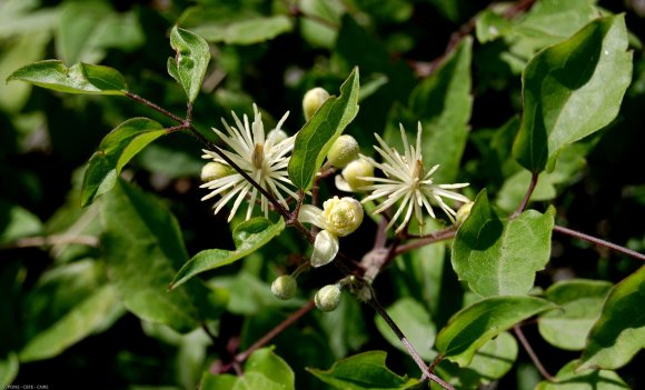 Clematis vitalba L. Ranunculaceae-Clématite des haies