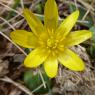 Ficaria verna Huds. Ranunculaceae Ficaire