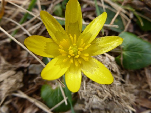 Ficaria verna Huds. Ranunculaceae Ficaire