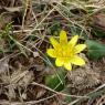 Ficaria verna Huds. Ranunculaceae Ficaire