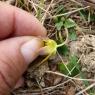 Ficaria verna Huds. Ranunculaceae Ficaire