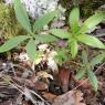 Helleborus foetidus L. Ranunculaceae - Hellébore fétide