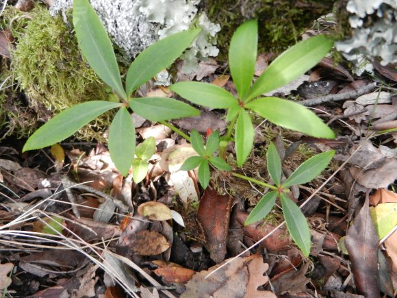 Helleborus foetidus L. Ranunculaceae - Hellébore fétide