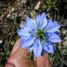 Nigella damascena L. Ranunculaceae - Nigelle de Damas.