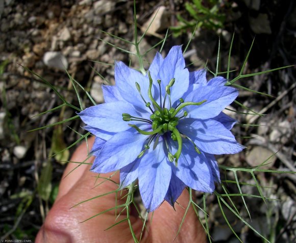 Nigella damascena L. Ranunculaceae - Nigelle de Damas.