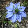 Nigella damascena L. Ranunculaceae - Nigelle de Damas.